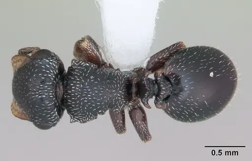 Cephalotes guayaki specimen