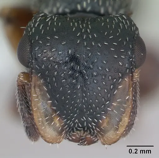 Cephalotes guayaki specimen