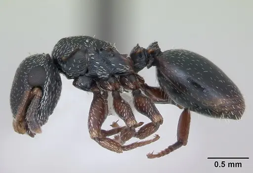 Cephalotes guayaki specimen