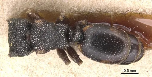 Cephalotes guayaki - CASENT0904920