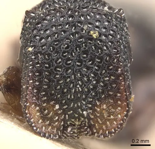 Cephalotes guayaki - CASENT0904920