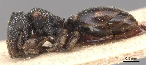 Cephalotes guayaki - CASENT0904920