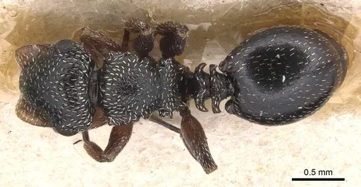 Cephalotes guayaki - CASENT0904921