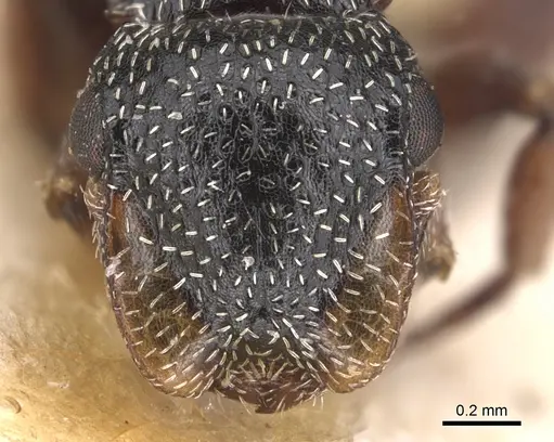 Cephalotes guayaki - CASENT0904921