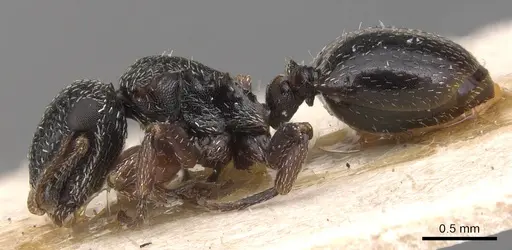 Cephalotes guayaki - CASENT0904921