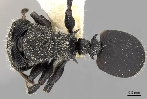 Cephalotes hamulus specimen