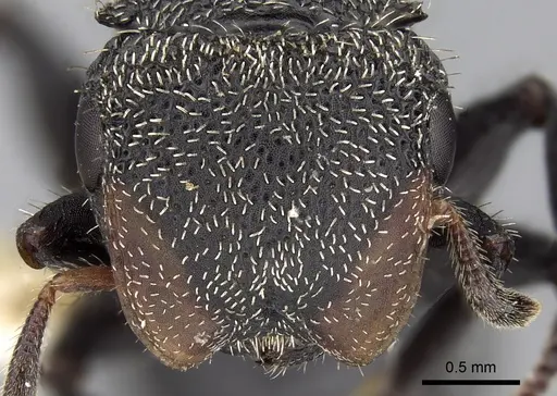 Cephalotes hamulus specimen