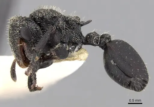 Cephalotes hamulus specimen