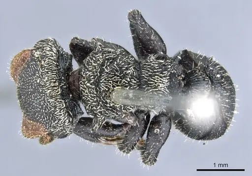 Cephalotes hamulus - CASENT0904900
