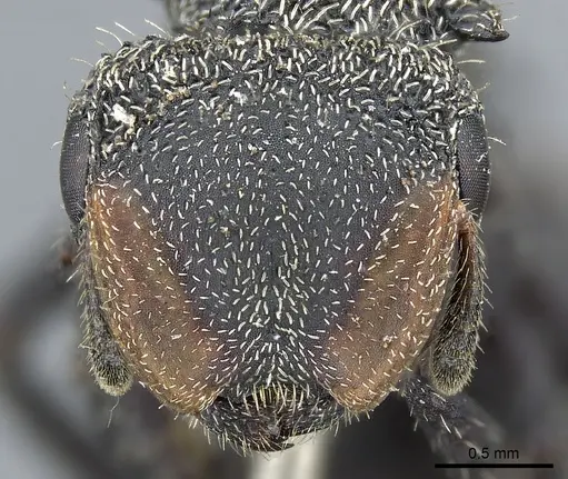 Cephalotes hamulus - CASENT0904900