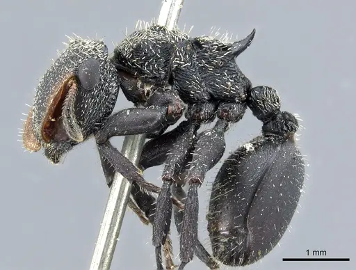 Cephalotes hamulus - CASENT0904900