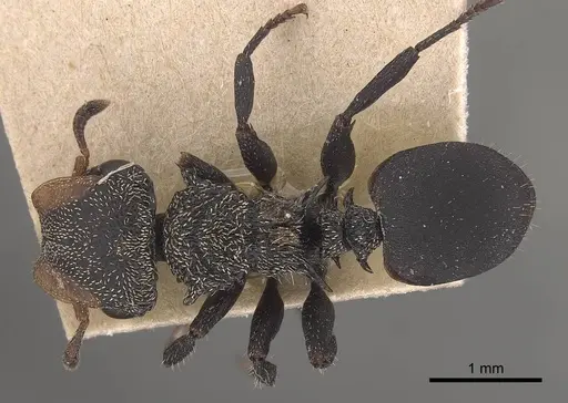 Cephalotes hamulus - CASENT0919599