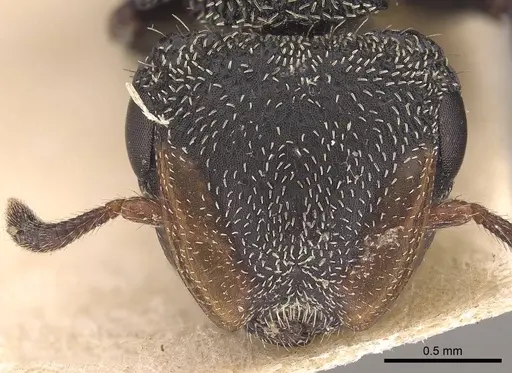 Cephalotes hamulus - CASENT0919599