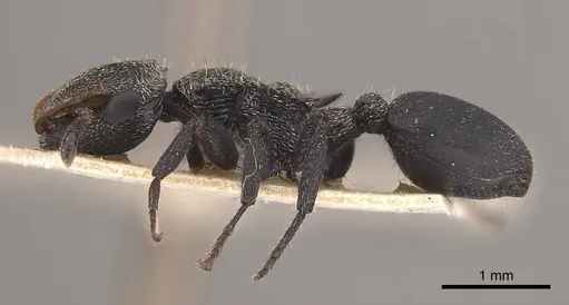 Cephalotes hamulus - CASENT0919599