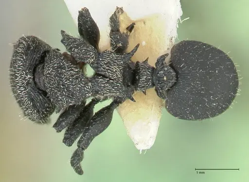 Cephalotes hamulus - FOCOL2146