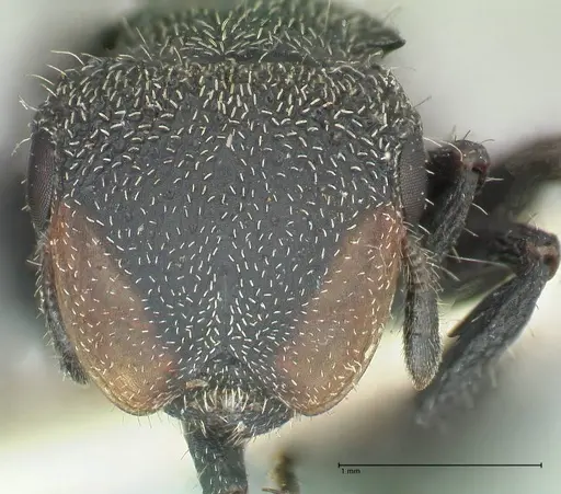 Cephalotes hamulus - FOCOL2146