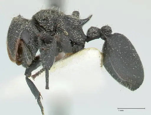 Cephalotes hamulus - FOCOL2146