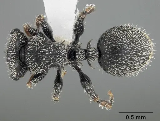 Cephalotes hirsutus specimen