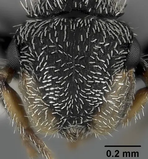 Cephalotes hirsutus specimen