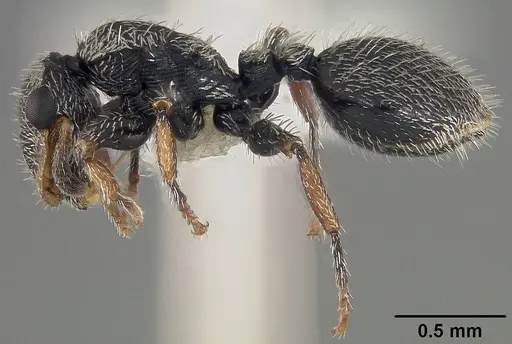 Cephalotes hirsutus specimen