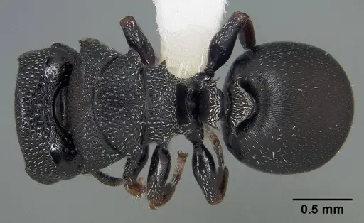 Cephalotes hirsutus - CASENT0718042