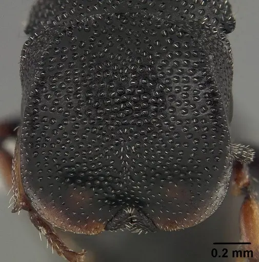 Cephalotes hirsutus - CASENT0718042