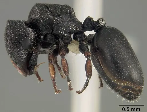 Cephalotes hirsutus - CASENT0718042