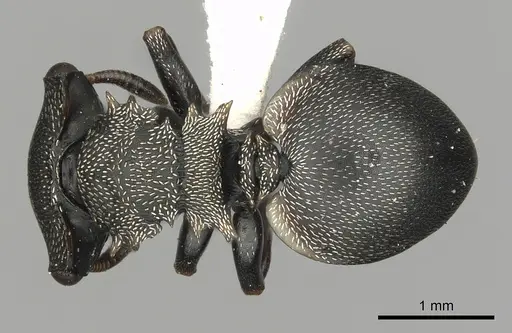Cephalotes inaequalis specimen