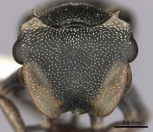 Cephalotes inaequalis specimen