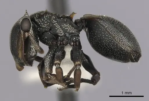 Cephalotes inaequalis specimen