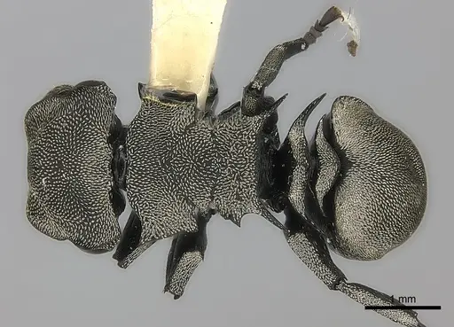 Cephalotes inca specimen