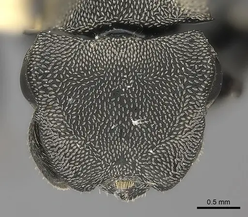Cephalotes inca specimen
