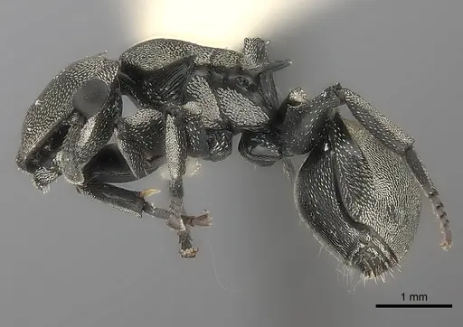 Cephalotes inca specimen