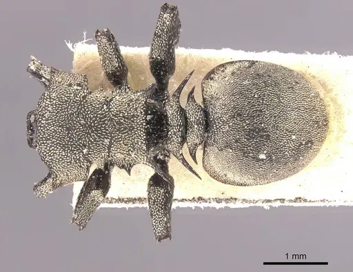 Cephalotes inca - CASENT0912600