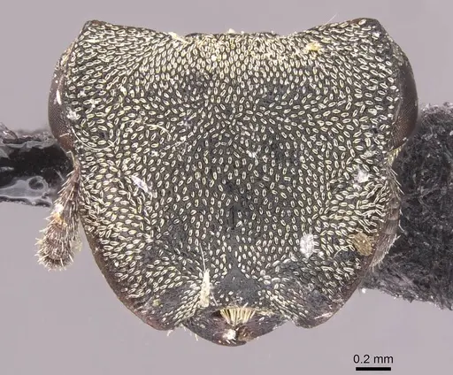 Cephalotes inca - CASENT0912600