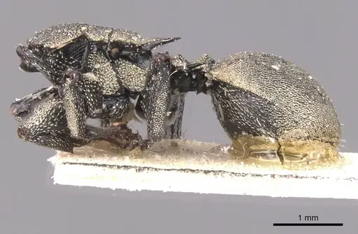 Cephalotes inca - CASENT0912600