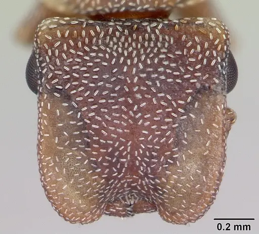 Cephalotes incertus specimen