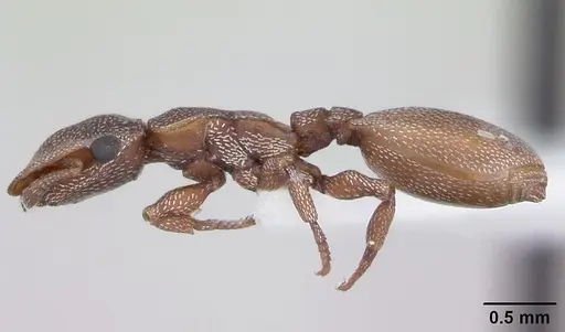 Cephalotes incertus specimen