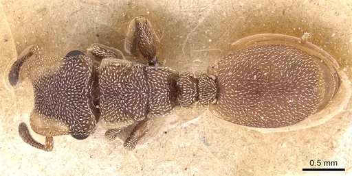 Cephalotes incertus - CASENT0904915