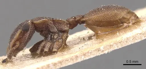 Cephalotes incertus - CASENT0904915