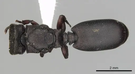 Cephalotes jamaicensis specimen