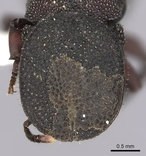 Cephalotes jamaicensis specimen