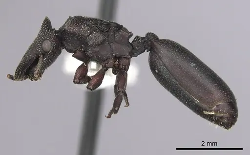 Cephalotes jamaicensis specimen