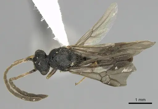 Cephalotes jamaicensis - CASENT0627950