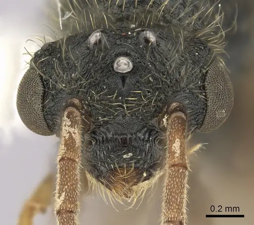 Cephalotes jamaicensis - CASENT0627950