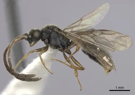 Cephalotes jamaicensis - CASENT0627950