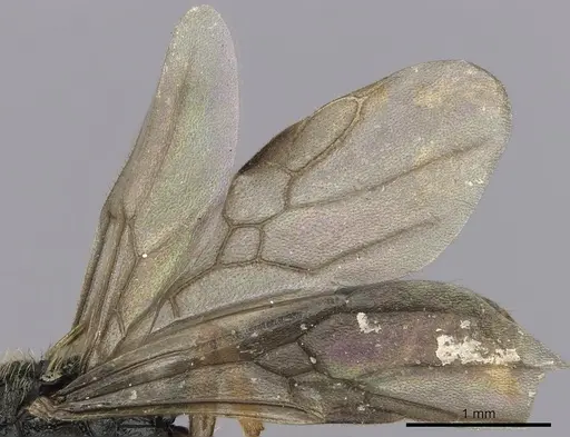 Cephalotes jamaicensis - CASENT0627950