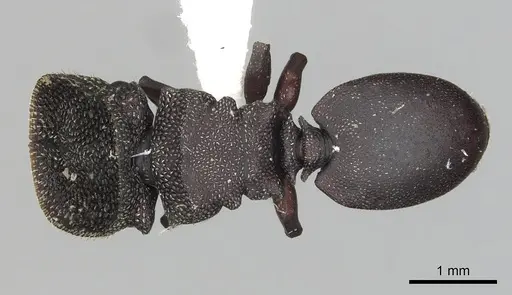 Cephalotes jamaicensis - CASENT0627951