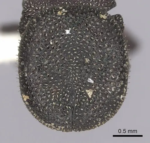 Cephalotes jamaicensis - CASENT0627951