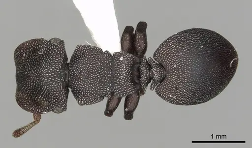 Cephalotes jamaicensis - CASENT0627952